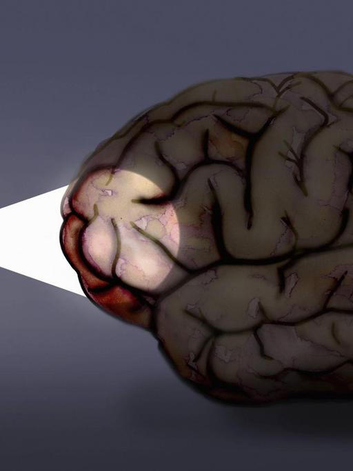 Wissenschaftlerin leuchtet mit einer Taschenlampe auf ein menschliches Gehirn.