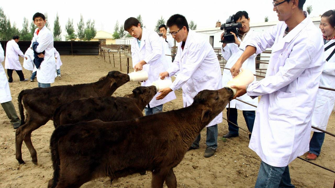 Drei chinesische Wissenschaftler in Kitteln füttern ihre drei geklonten dunkelbraunen Rinder mit einer Milchflasche. Drei chinesische Wissenschaftler in Kitteln füttern ihre drei geklonten dunkelbraunen Rinder mit einer Milchflasche.