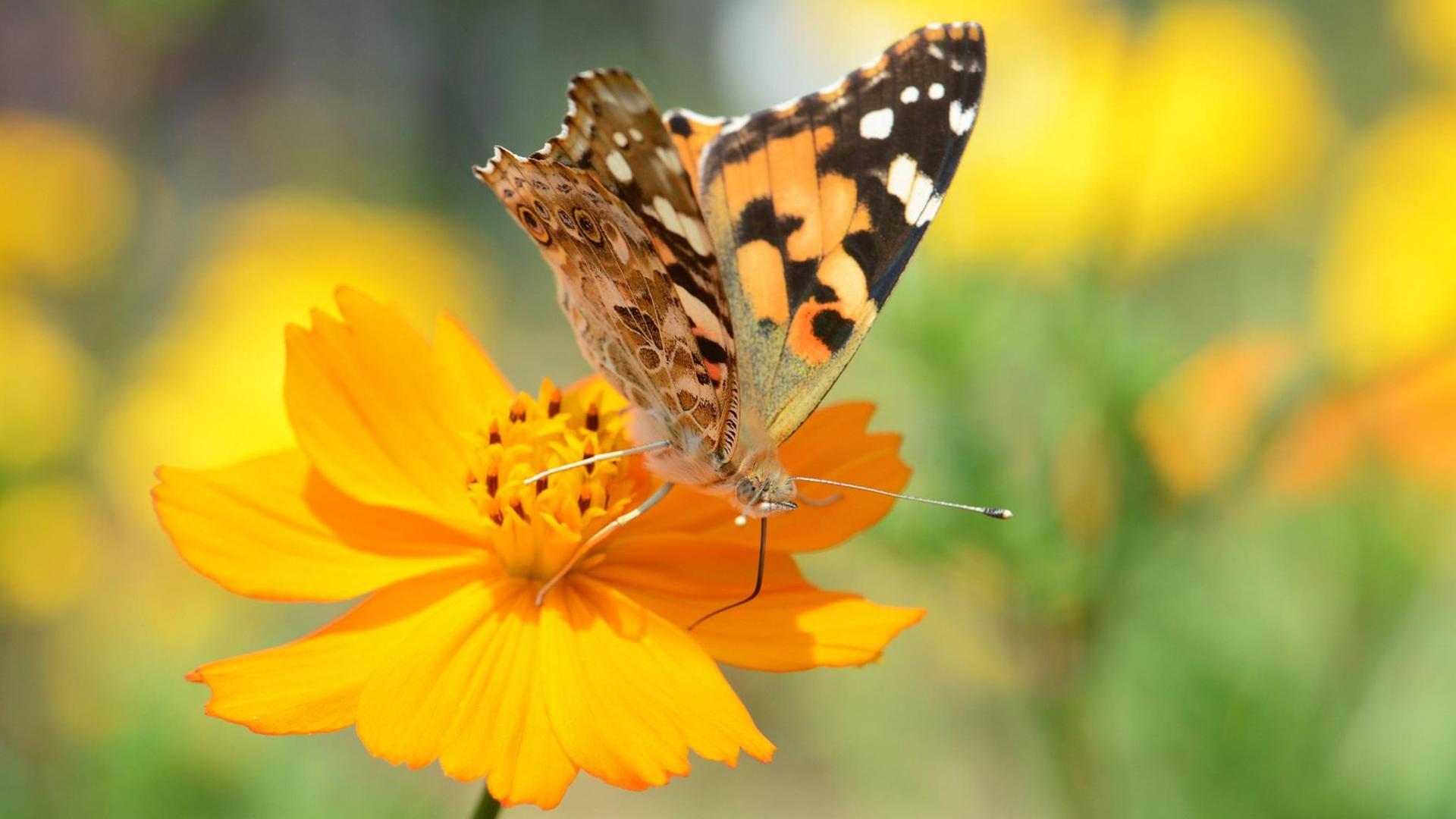 Ein Schmetterling, ein so genannter Kleiner Fuchs, saugt Nektar aus der Blüte einer Orange Cosmea. Ein Schmetterling, ein so genannter Kleiner Fuchs, saugt Nektar aus der Blüte einer Orange Cosmea.