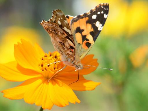 Ein Schmetterling, ein so genannter Kleiner Fuchs, saugt Nektar aus der Blüte einer Orange Cosmea.