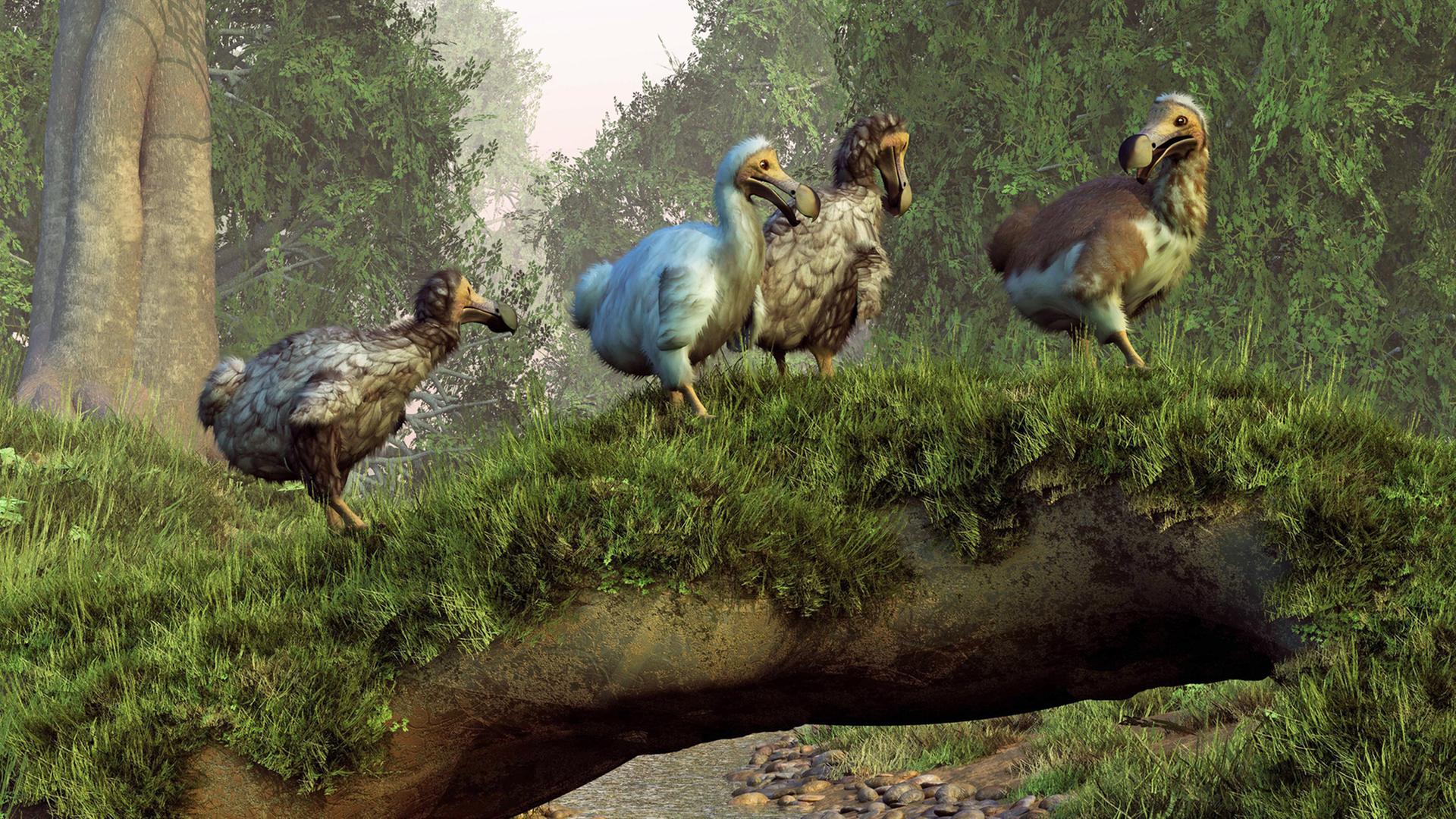 Eine künstlerische Darstellung zeigt vier Dodo-Vögel, die über eine natürliche Brücke in einem Wald laufen. Eine künstlerische Darstellung zeigt vier Dodo-Vögel, die über eine natürliche Brücke in einem Wald laufen.
