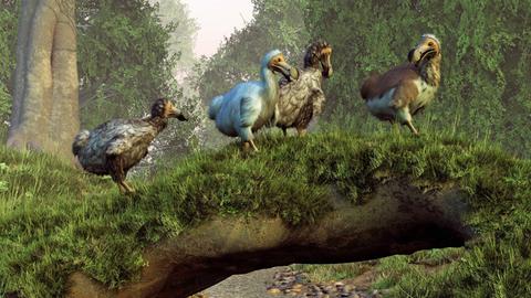 Eine künstlerische Darstellung zeigt vier Dodo-Vögel, die über eine natürliche Brücke in einem Wald laufen.