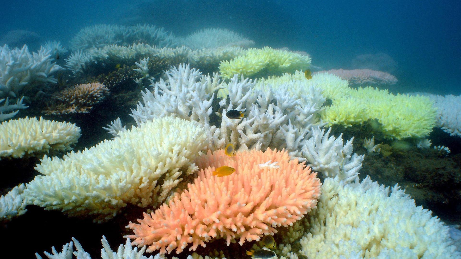 Korallen im Great Barrier Reef (Australien) Korallen im Great Barrier Reef (Australien)