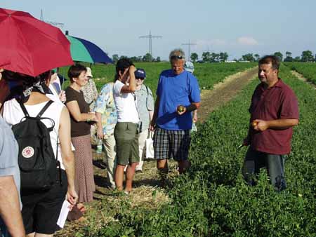 Erich Stekovics züchtet 3200 Sorten Tomaten im österreichischen Burgenland. Erich Stekovics züchtet 3200 Sorten Tomaten im österreichischen Burgenland.