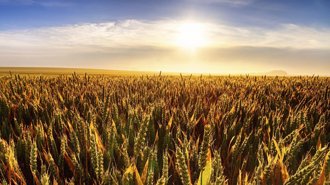 Ein Weizenfeld wird in East Lothian in Schottland gegen die Sonne aufgenommen. Ein Weizenfeld wird in East Lothian in Schottland gegen die Sonne aufgenommen.