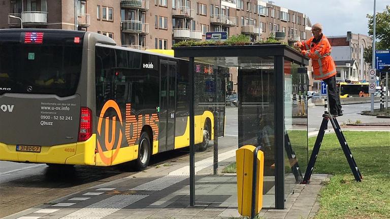 Ansicht eines Bushaltestellenhäuschens in Utrecht mit begrüntem Dach. Ansicht eines Bushaltestellenhäuschens in Utrecht mit begrüntem Dach.