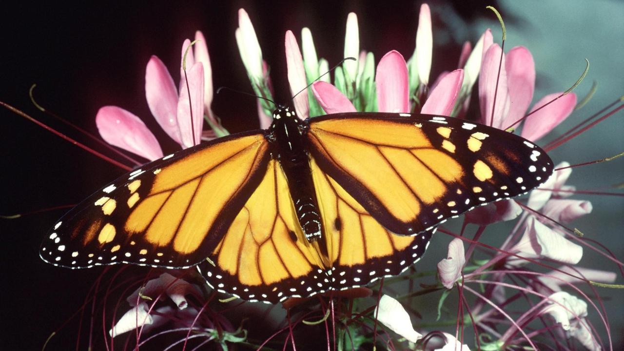 Monarchfalter schützen sich vor Parasiten, indem sie als Raupen Giftpflanzen konsumieren Monarchfalter schützen sich vor Parasiten, indem sie als Raupen Giftpflanzen konsumieren