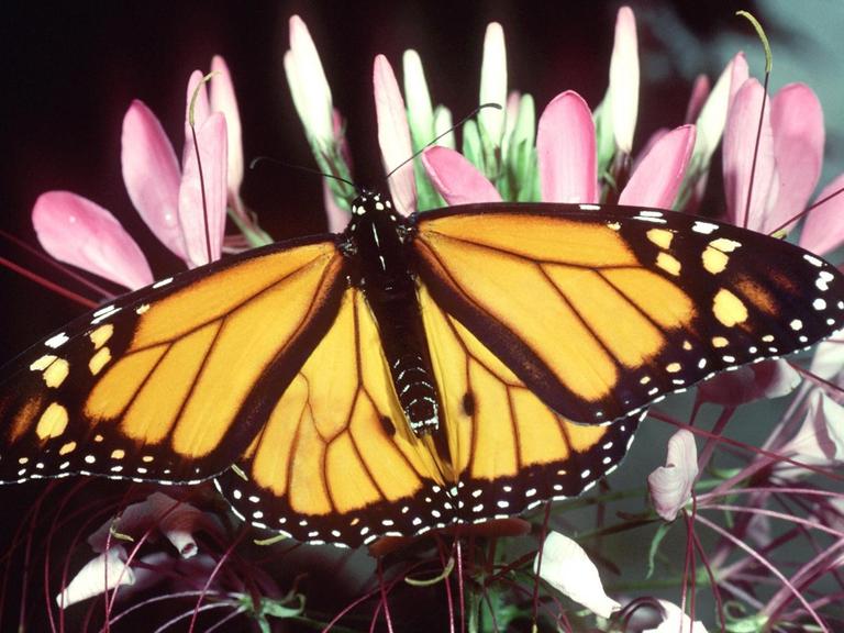 Ein Monarchfalter sitzt auf einer Blüte