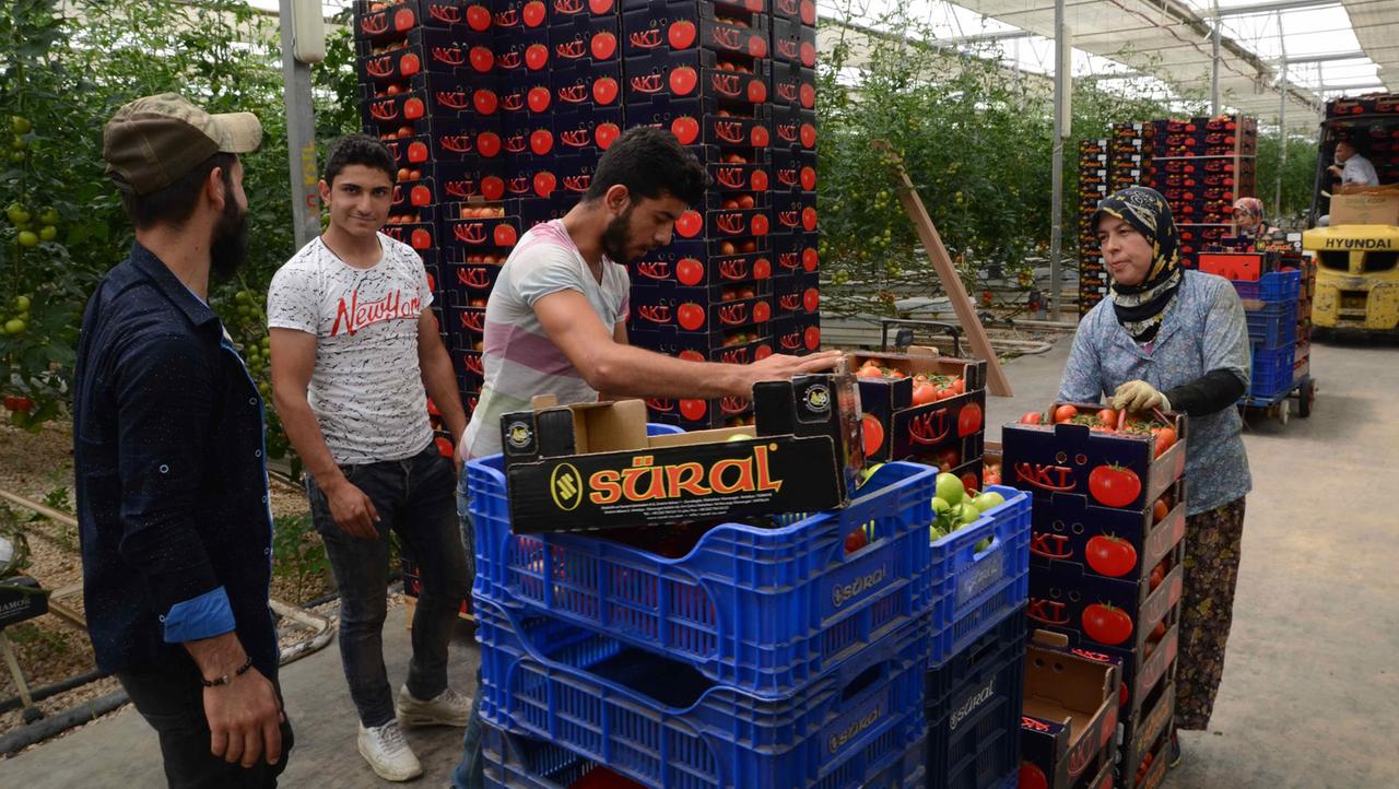 Im Gewächshaus der Firma Süral werden Tomaten angebaut. Dass hier Syrer arbeiten, bestreitet die Besitzerin Gülsün Süral.
