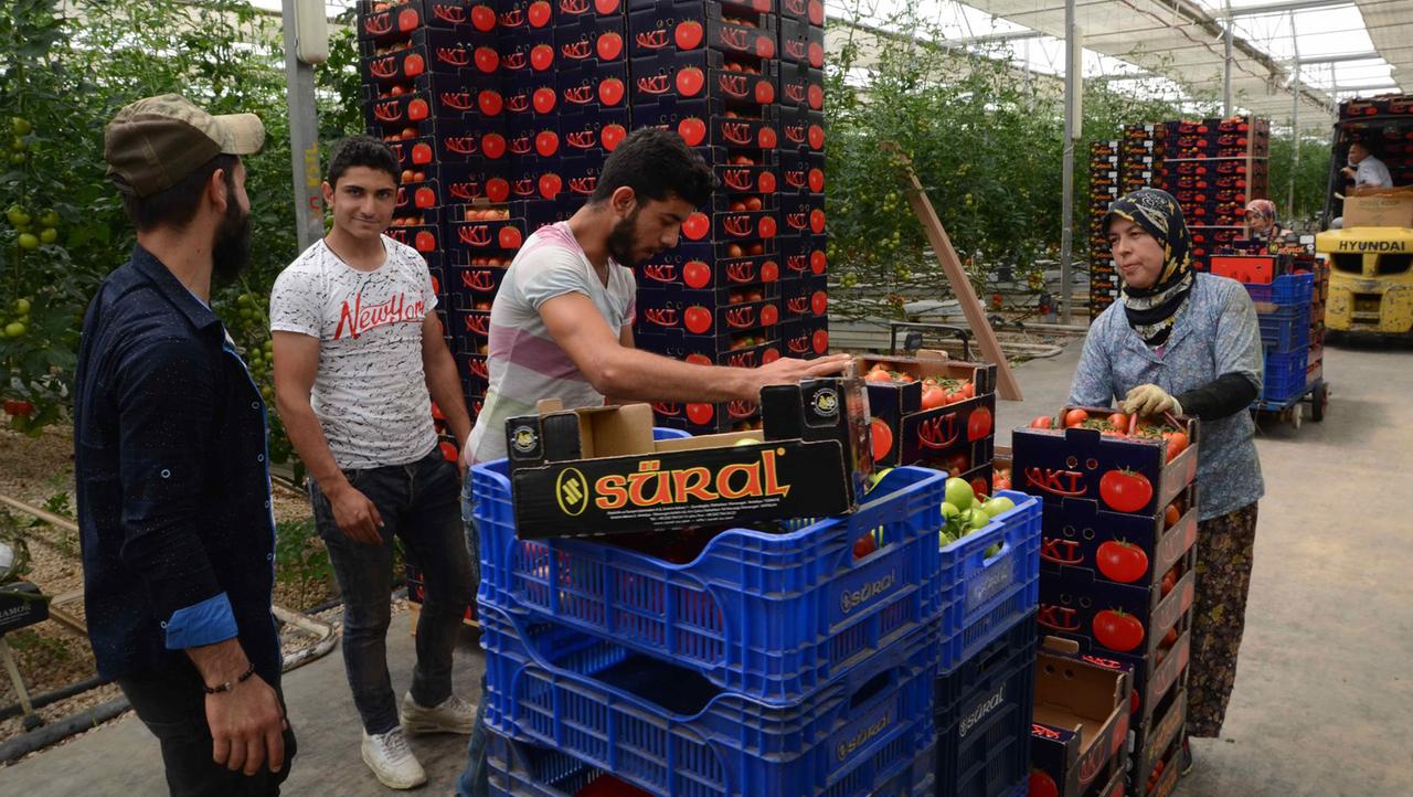 Im Gewächshaus der Firma Süral werden Tomaten angebaut. Dass hier Syrer arbeiten, bestreitet die Besitzerin Gülsün Süral. Im Gewächshaus der Firma Süral werden Tomaten angebaut. Dass hier Syrer arbeiten, bestreitet die Besitzerin Gülsün Süral.