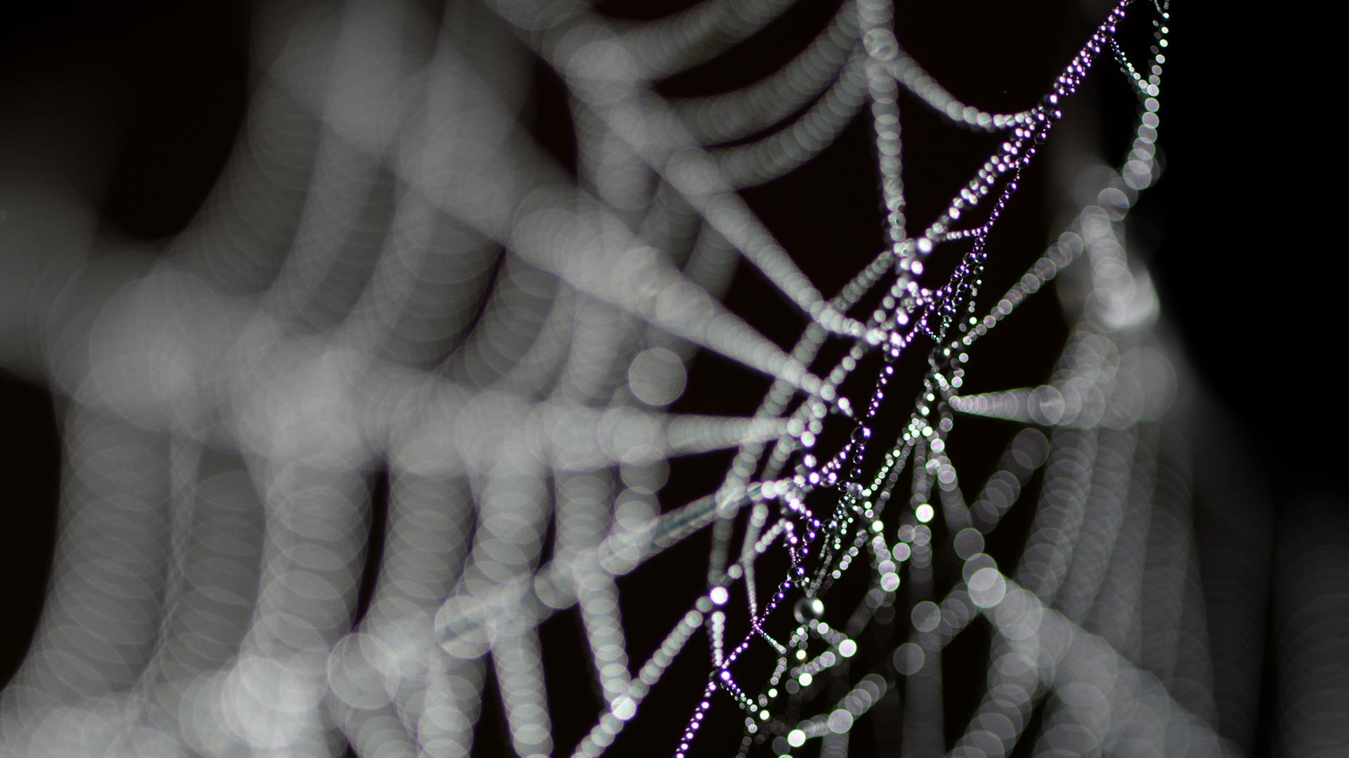 Tautropfen hängen an einem Spinnennetz Tautropfen hängen an einem Spinnennetz