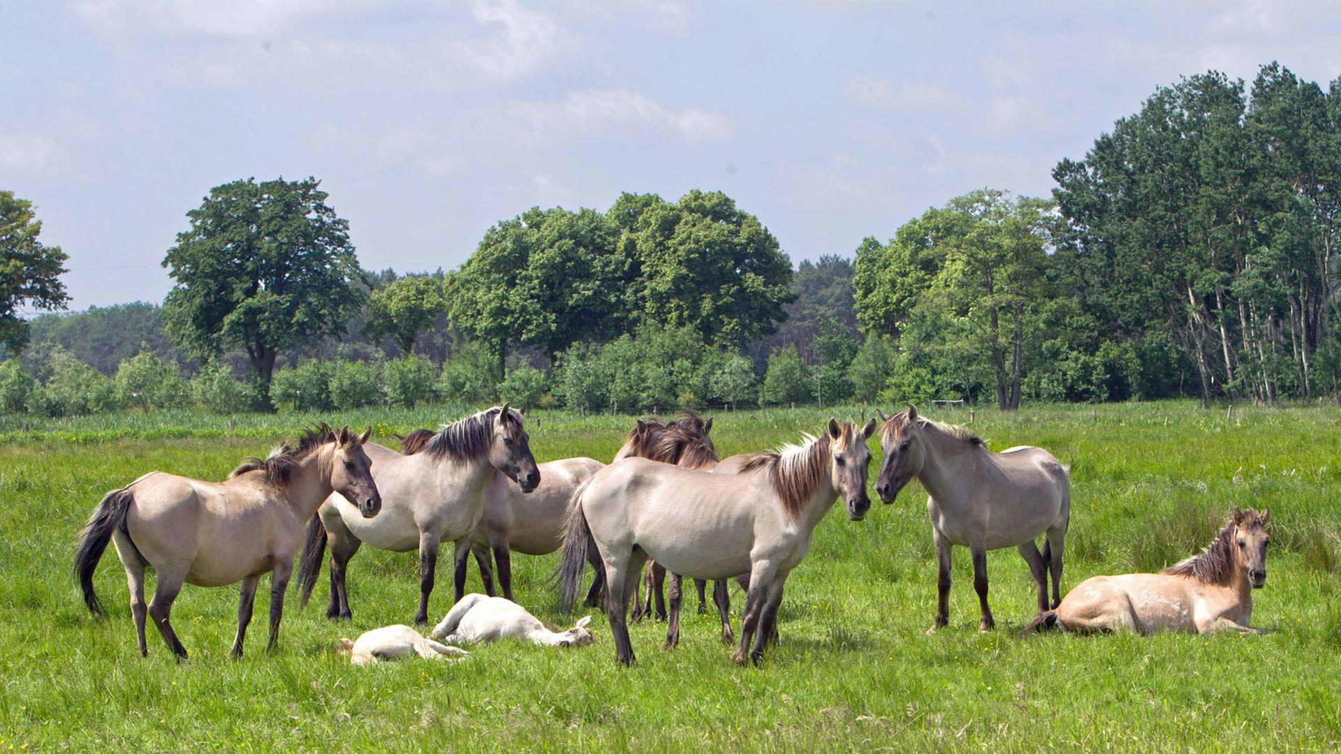 Eine Herde Wildpferde weidet unweit des altmärkischen Buch bei Tangermünde im Landkreis Stendal. Eine Herde Wildpferde weidet unweit des altmärkischen Buch bei Tangermünde im Landkreis Stendal.