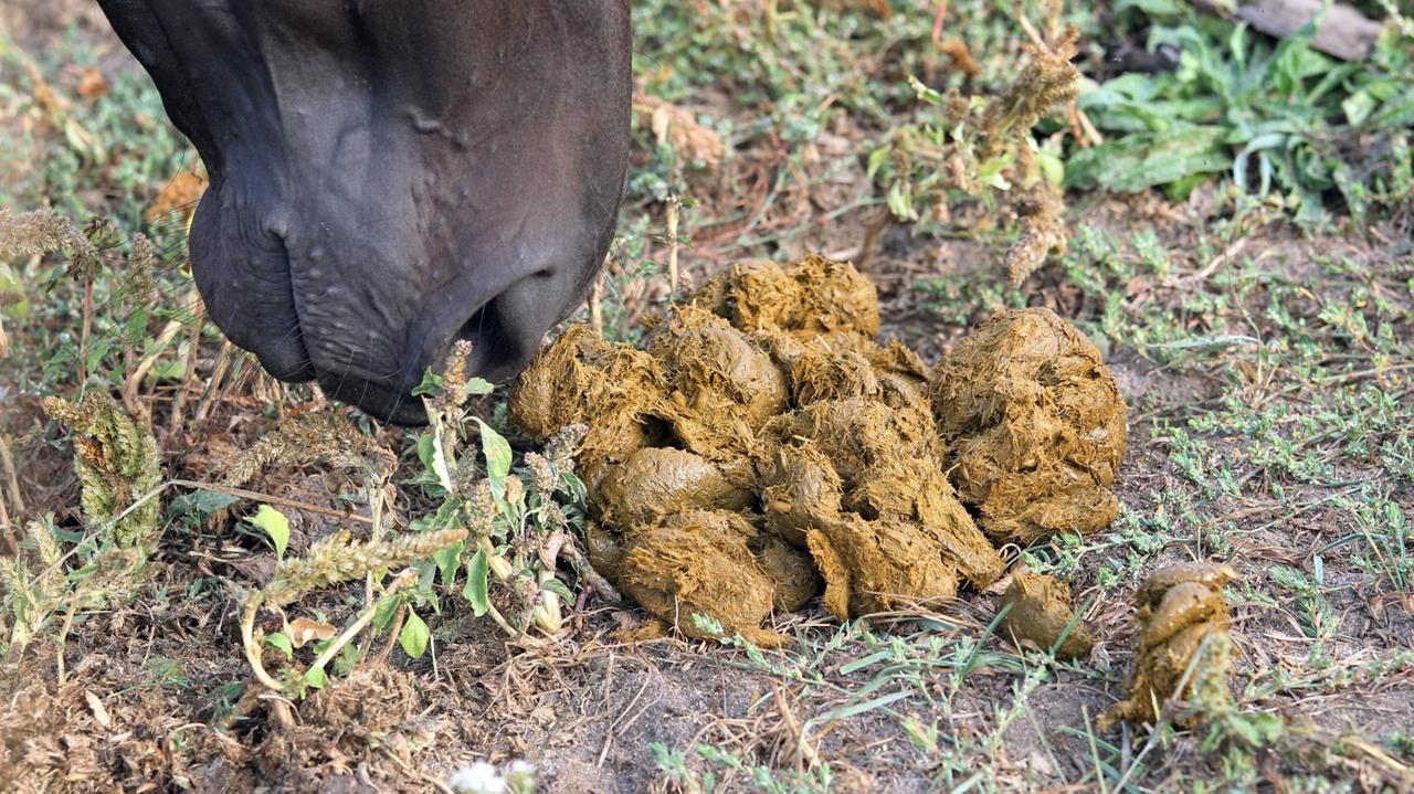 Nahaufnahme eines Pferdemauls über einem Haufen Pferdeäpfel Nahaufnahme eines Pferdemauls über einem Haufen Pferdeäpfel