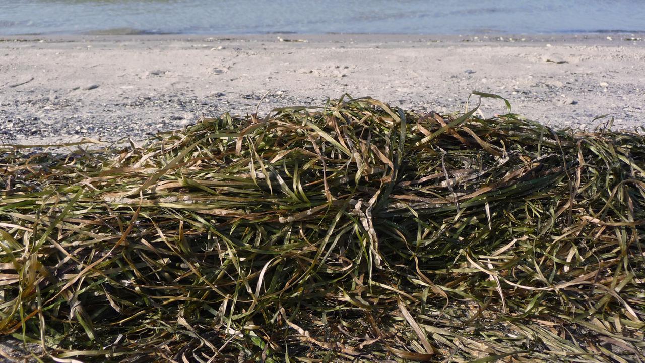Angespültes Seegras an der Ostsee, aufgenommen am 08.10.2008 am flachen Sandstrand auf Hiddensee. Angespültes Seegras an der Ostsee, aufgenommen am 08.10.2008 am flachen Sandstrand auf Hiddensee.