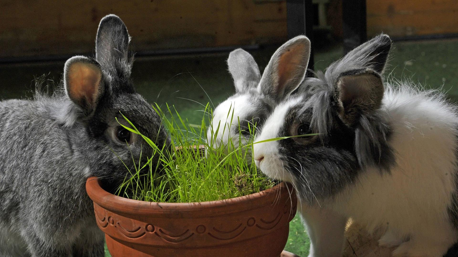 Kaninchen im Aussengehege Kaninchen im Aussengehege