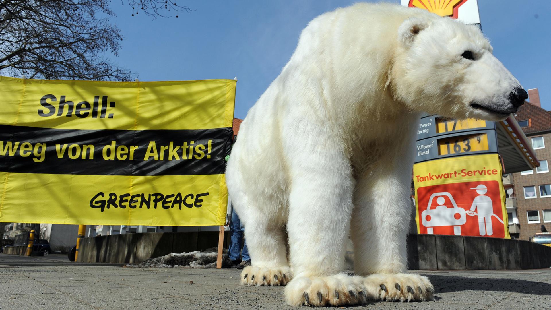 In einem Eisbärenkostüm in Lebensgröße stehen am 23.03.2013 Greenpeace-Aktivisten vor einer Shell-Tankstelle in Hannover. Greenpeace macht mit Aktionen auf einen bundesweiten Protest gegen Ölbohrungen in der Arktis aufmerksam. In einem Eisbärenkostüm in Lebensgröße stehen am 23.03.2013 Greenpeace-Aktivisten vor einer Shell-Tankstelle in Hannover. Greenpeace macht mit Aktionen auf einen bundesweiten Protest gegen Ölbohrungen in der Arktis aufmerksam.