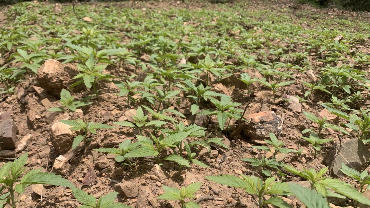 Viele kleine grüne Pflanzen wachsen aus einem trockenen Erdboden in einem Feld. Viele kleine grüne Pflanzen wachsen aus einem trockenen Erdboden in einem Feld.