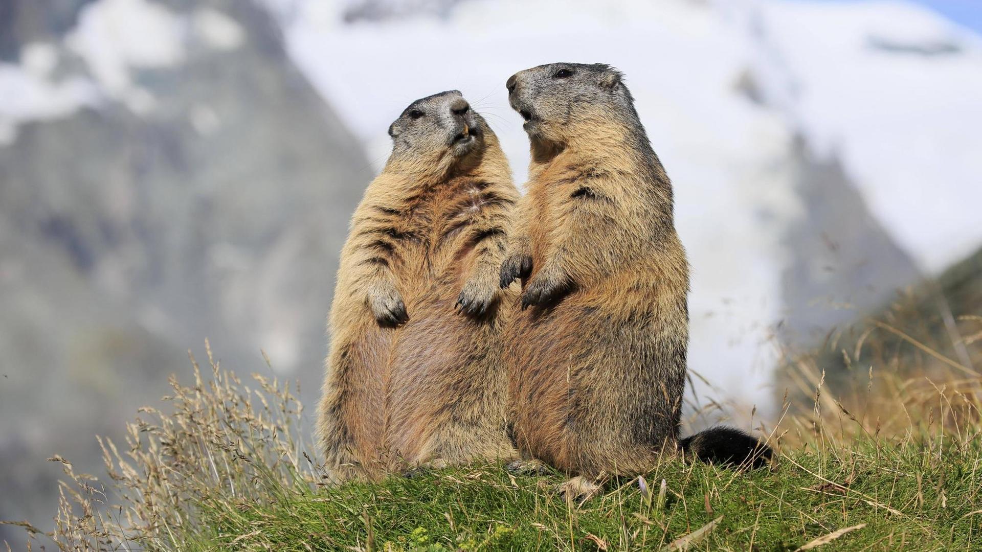 Zwei stehende Alpenmurmeltiere vor Bergpanorama, die aussehen als würden sie sich unterhalten. (Nationalpark Hohe Tauern). Zwei stehende Alpenmurmeltiere vor Bergpanorama, die aussehen als würden sie sich unterhalten. (Nationalpark Hohe Tauern).