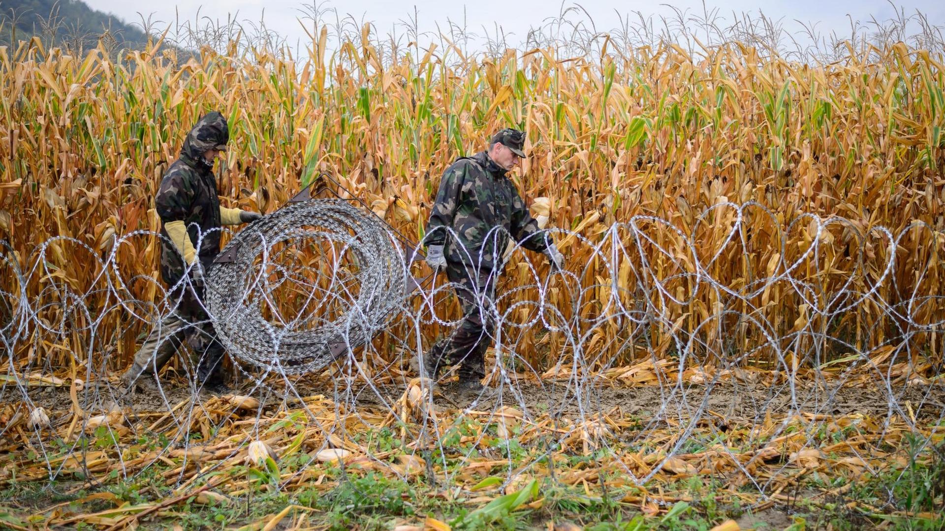 Zwei Soldaten verlegen Stacheldraht auf einer Wiese, im Hintergrund ein Maisfeld. Zwei Soldaten verlegen Stacheldraht auf einer Wiese, im Hintergrund ein Maisfeld.