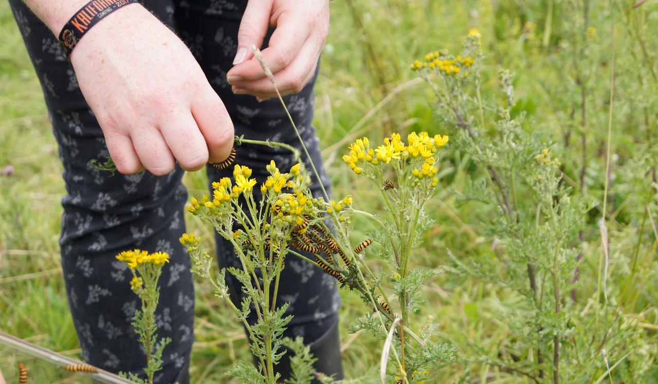 Die Raupen des Blutbärschmetterlings werden ausgesetzt, um das giftige Jakobskreutzkraut zu vernichten. Die Raupen des Blutbärschmetterlings werden ausgesetzt, um das giftige Jakobskreutzkraut zu vernichten.