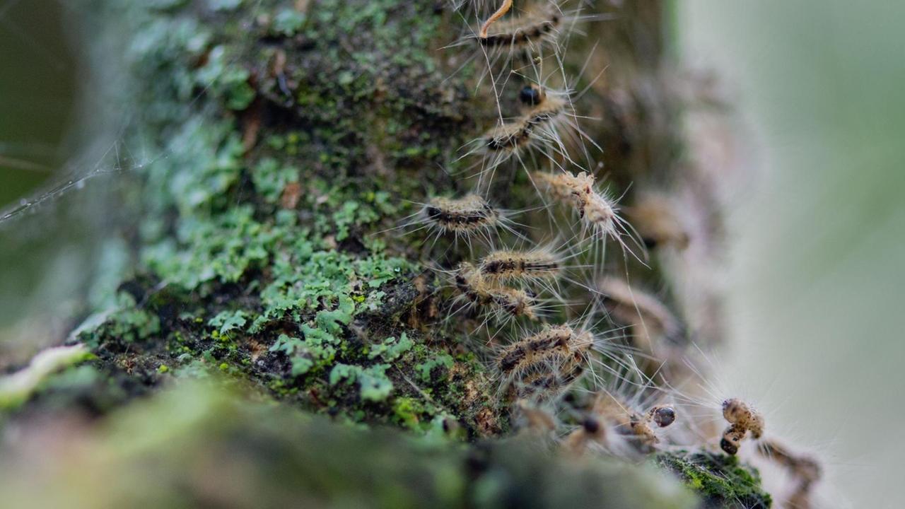 Eichenprozessionsspinner kriechen in ihrem Nest. Eichenprozessionsspinner kriechen in ihrem Nest.