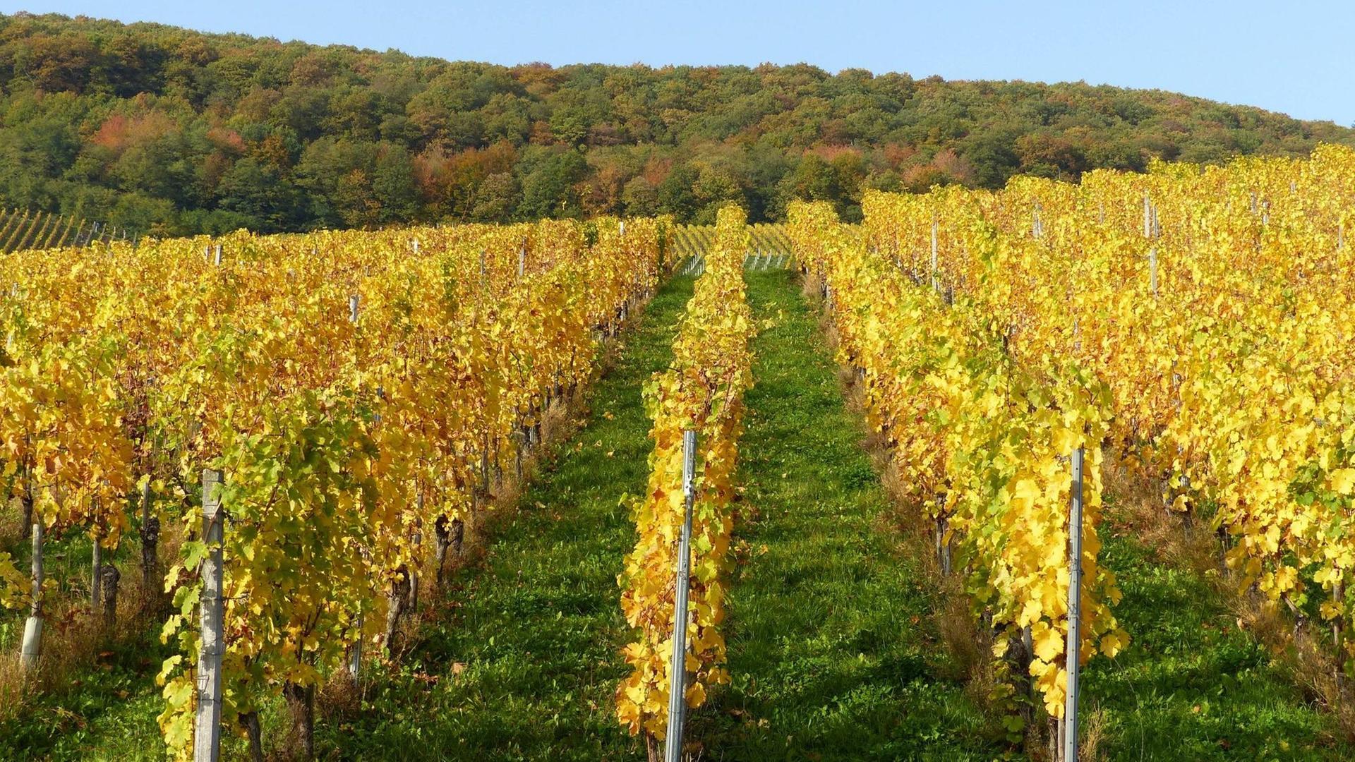 Gelbe Weinbergreihen im Herbst bei Piesport / Mosel