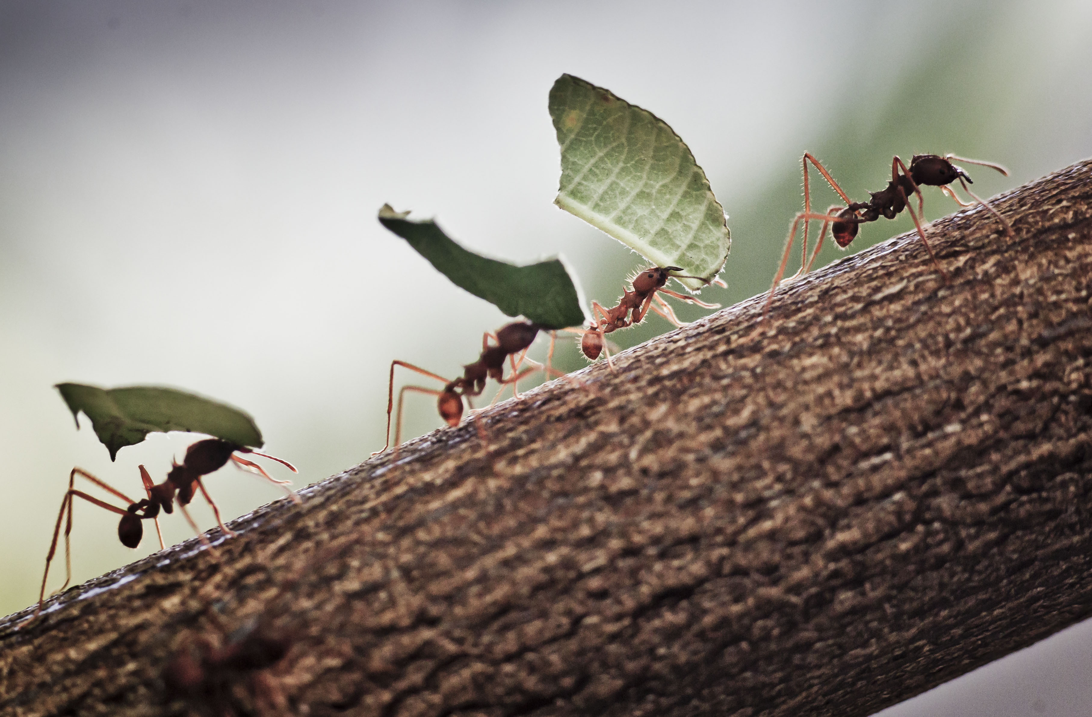 Несмотря на муравьиную склонность. Муравьи листорезы. Муравьи трудятся. Насекомые муравей. Муравей трудяга.