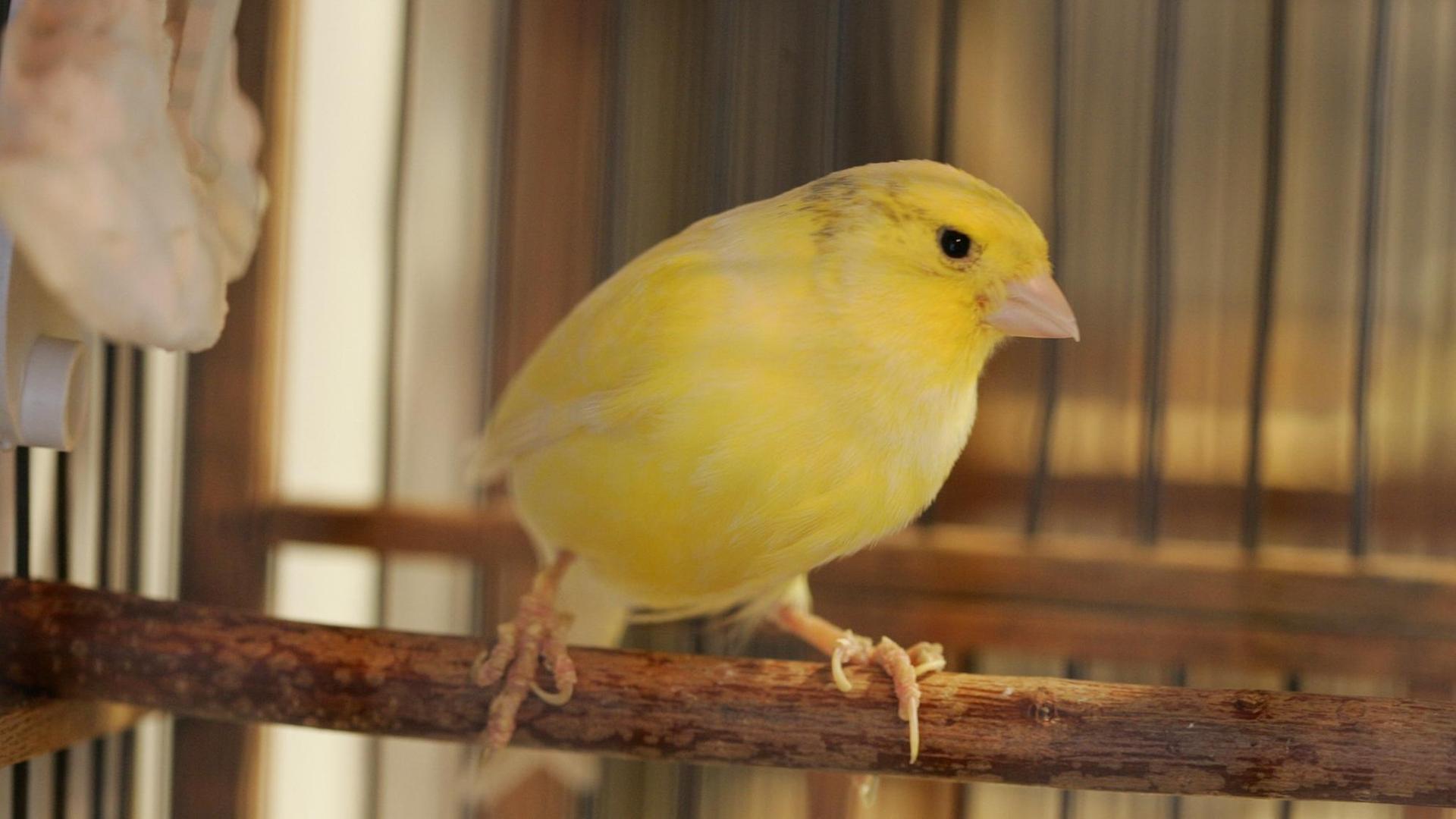 Im Kanarienvögel-Museum der Oberharzer Bergstadt St. Andreasberg ist am Freitag (27.06.2008) ein Kanarienvogel (Harzer Roller) zu sehen, ein Vogel, wie ihn die Bergleute unter Tage mitgenommen haben, um vor gefährlichen Gasen gewarnt zu werden. Wenn die Vögel unter Tage das Gas wahrnahmen wurden sie unruhig und haben mehr als sonst gezwischert, wodurch die Bergleute gewarnt wurden und die Grube rechtzeitig verlassen konnten. Foto: Frank May +++(c) dpa - Report+++ | Verwendung weltweit Im Kanarienvögel-Museum der Oberharzer Bergstadt St. Andreasberg ist am Freitag (27.06.2008) ein Kanarienvogel (Harzer Roller) zu sehen, ein Vogel, wie ihn die Bergleute unter Tage mitgenommen haben, um vor gefährlichen Gasen gewarnt zu werden. Wenn die Vögel unter Tage das Gas wahrnahmen wurden sie unruhig und haben mehr als sonst gezwischert, wodurch die Bergleute gewarnt wurden und die Grube rechtzeitig verlassen konnten. Foto: Frank May +++(c) dpa - Report+++ | Verwendung weltweit