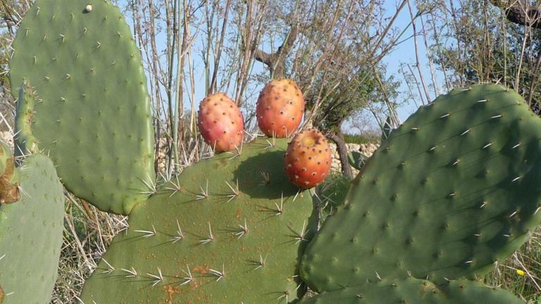 Ein Kaktus mit Früchten