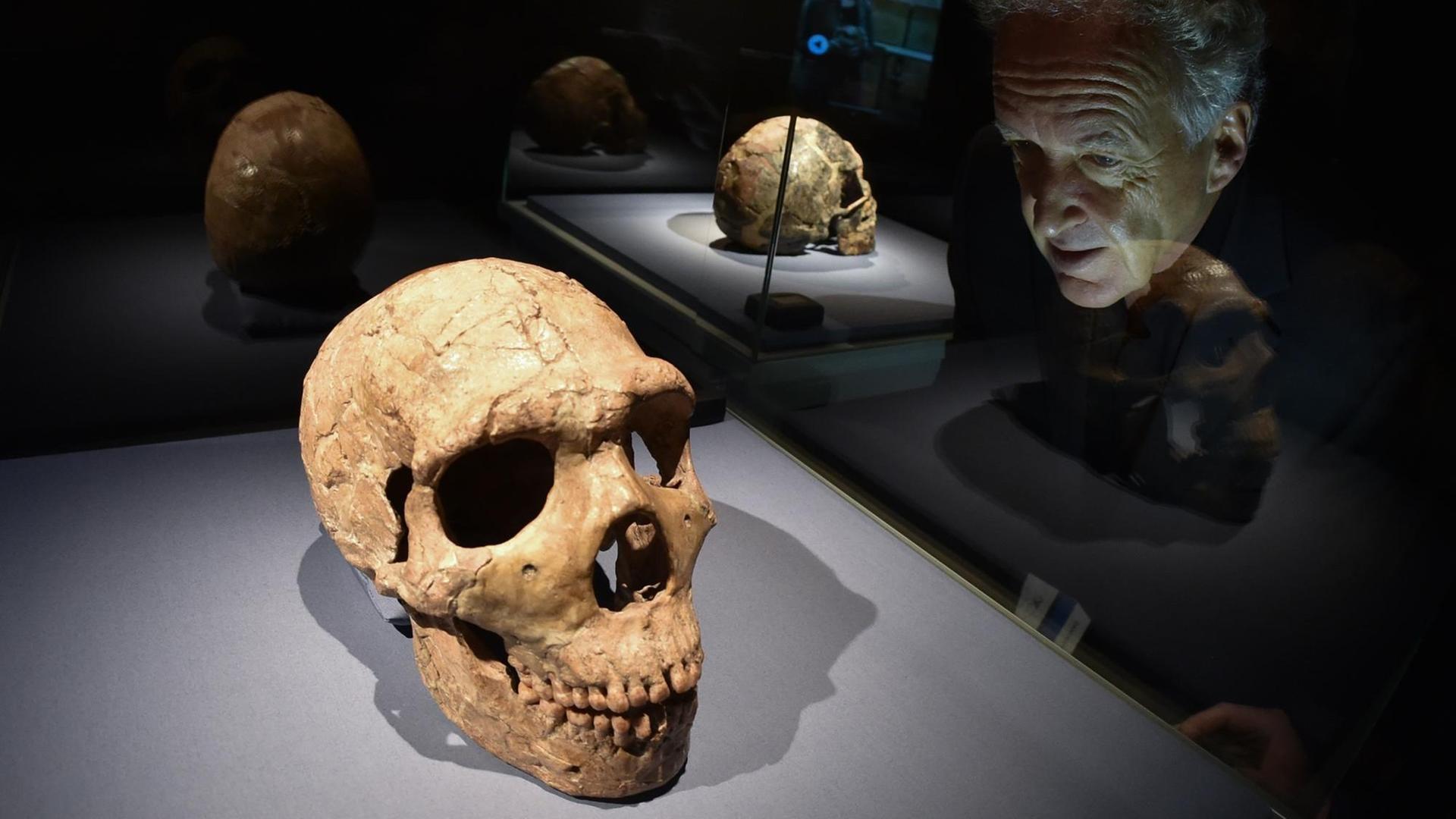 Kurator Friedemann Schrenk betrachtet am 08.10.2015 im Hessischen Landesmuseum in Darmstadt (Hessen) einen 70 000 - 53 000 Jahre alten Schädel eines "Homo neanderthalensis". Das Fossil wurde im Juli 1961 in einer Kalksteinhöhle am Wadi Amud (Israel) gefunden. Kurator Friedemann Schrenk betrachtet am 08.10.2015 im Hessischen Landesmuseum in Darmstadt (Hessen) einen 70 000 - 53 000 Jahre alten Schädel eines "Homo neanderthalensis". Das Fossil wurde im Juli 1961 in einer Kalksteinhöhle am Wadi Amud (Israel) gefunden.