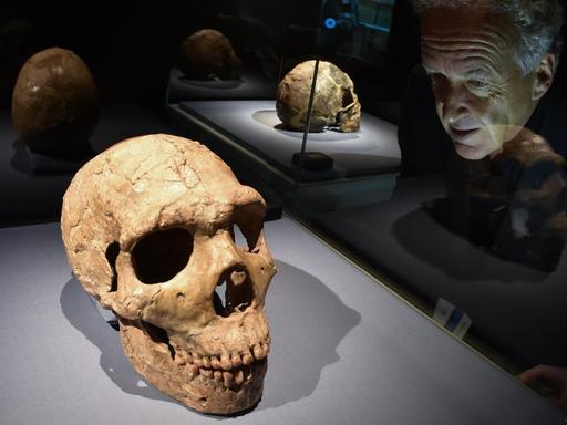 Kurator Friedemann Schrenk betrachtet am 08.10.2015 im Hessischen Landesmuseum in Darmstadt (Hessen) einen 70 000 - 53 000 Jahre alten Schädel eines "Homo neanderthalensis". Das Fossil wurde im Juli 1961 in einer Kalksteinhöhle am Wadi Amud (Israel) gefunden.