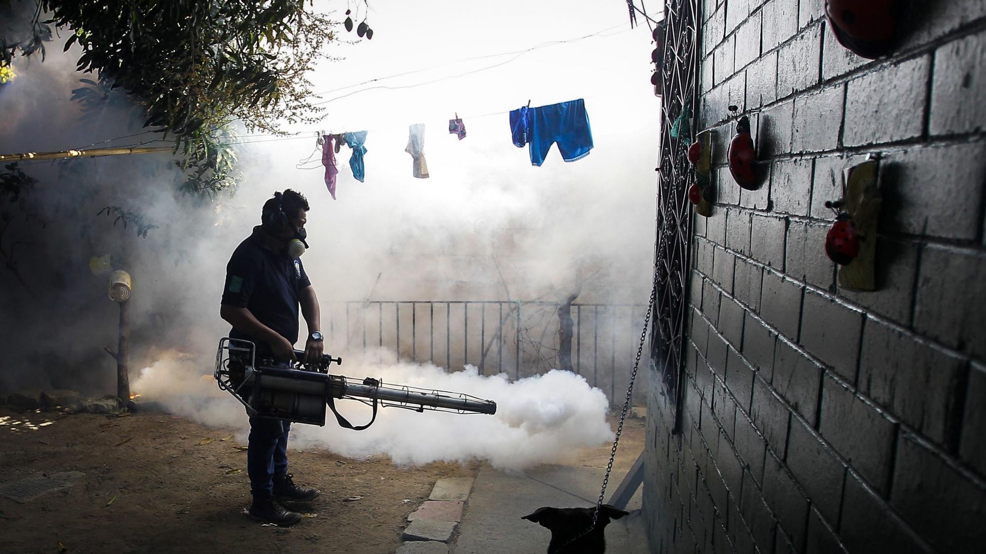 Dengue Und Zika In Brasilien - Verzweifelter Kampf Gegen Stechmücken ...