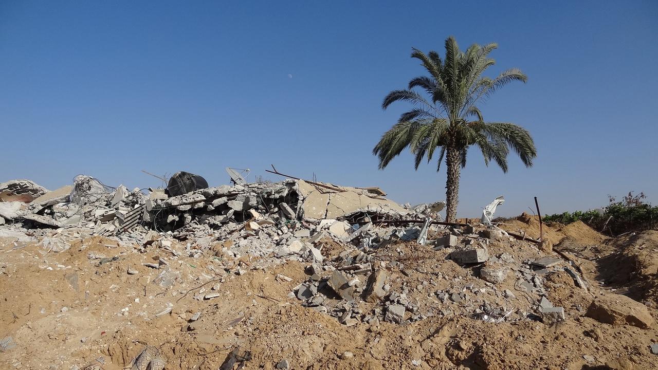 Palme auf einem Trümmerfeld im Gazastreifen. 