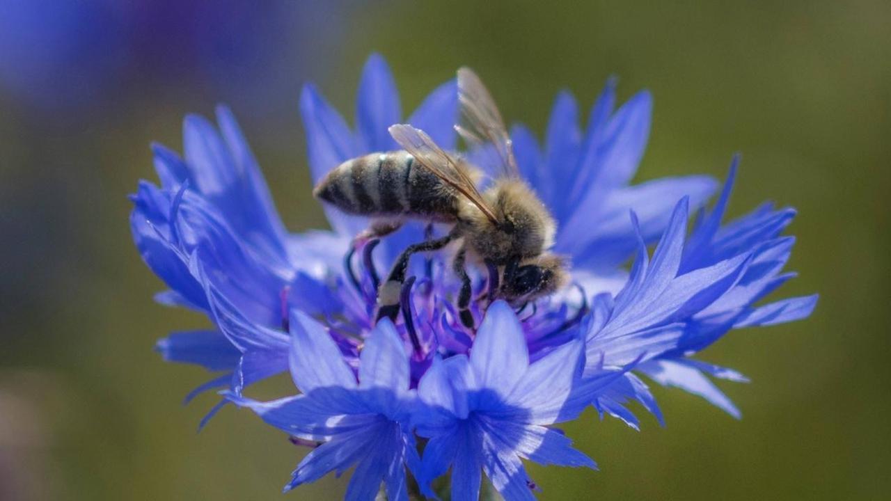 Honigbiene sitzt auf Kornblume. Honigbiene sitzt auf Kornblume.