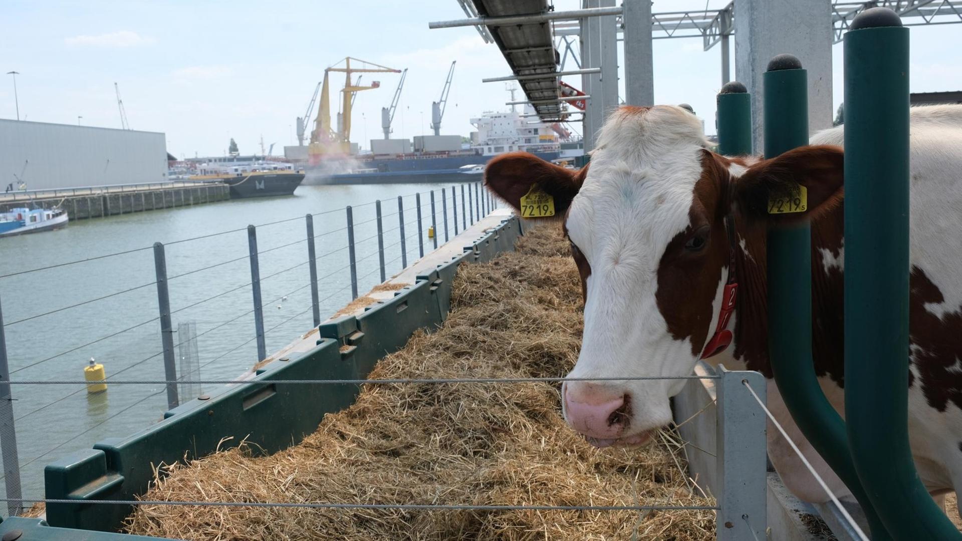 Eine Kuh im schwimmenden Rinderstall im Hafen von Rotterdam Eine Kuh im schwimmenden Rinderstall im Hafen von Rotterdam