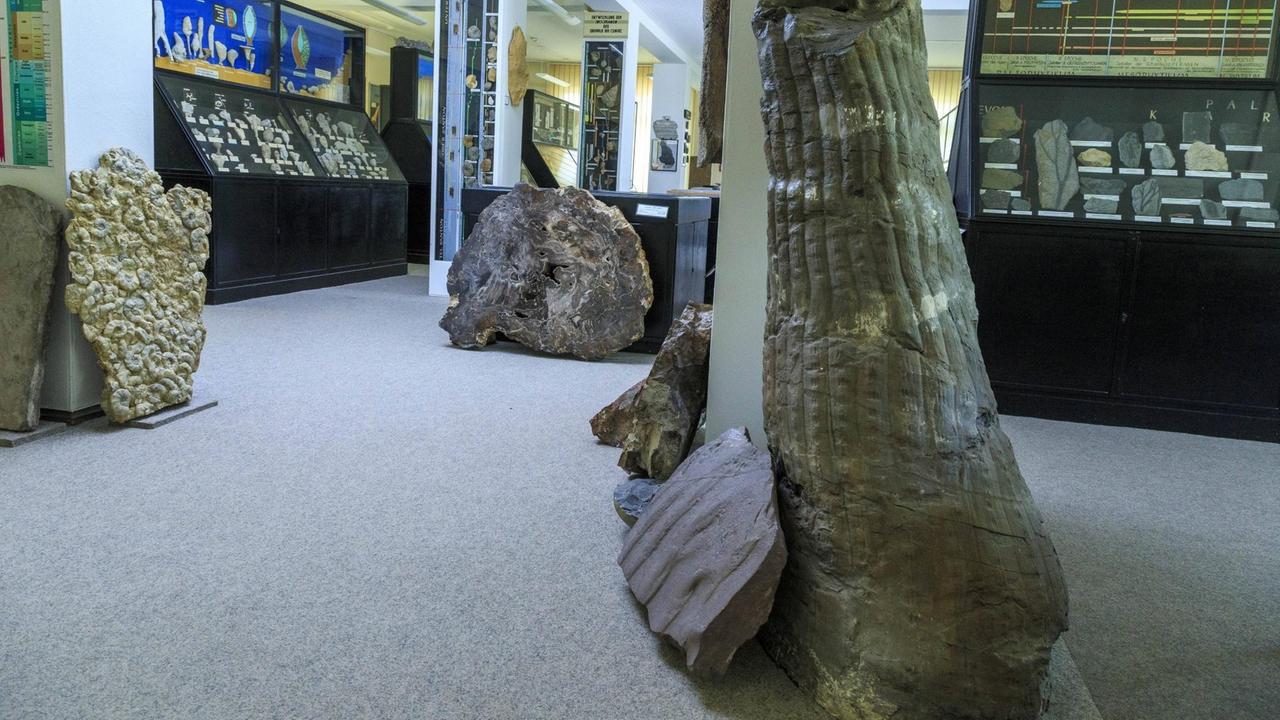 Paläontologische Sammlung im Institut für Geologie, Freiberg. Im Vordergrund ein Karbon Sigillaria aus Zwickau dahinter versteinerte Baumscheiben aus dem Bereich Chemnitz. Die Sammlung umfasst ca. 114.000 Makro- und fast eine Million Mikrofossilien. Die fast 250 Jahre alte Bergakademie ist die älteste noch bestehende montanwissenschaftliche Bildungseinrichtung der Welt. Paläontologische Sammlung im Institut für Geologie, Freiberg. Im Vordergrund ein Karbon Sigillaria aus Zwickau dahinter versteinerte Baumscheiben aus dem Bereich Chemnitz. Die Sammlung umfasst ca. 114.000 Makro- und fast eine Million Mikrofossilien. Die fast 250 Jahre alte Bergakademie ist die älteste noch bestehende montanwissenschaftliche Bildungseinrichtung der Welt.