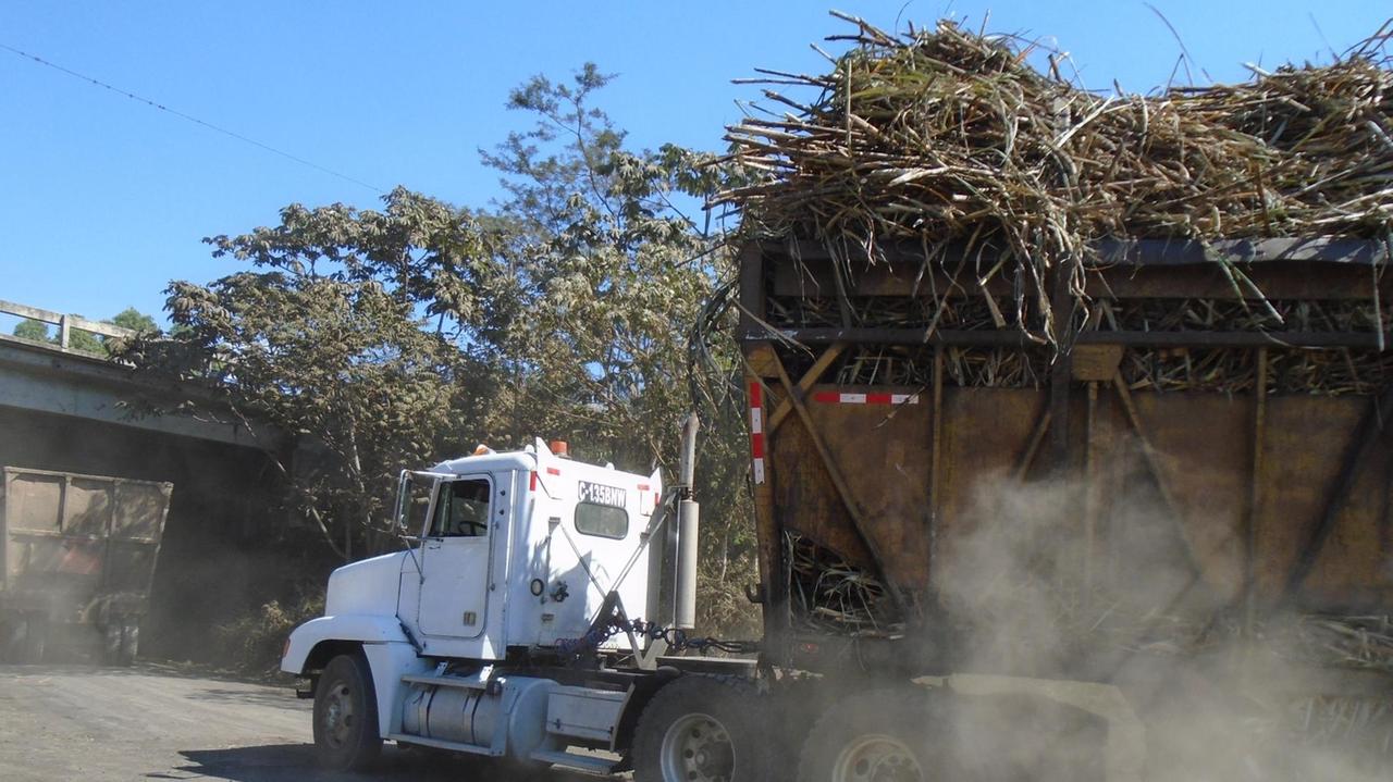 Das Zuckerrohr wird in großen Lastwagen zu den Verarbeitungsfabriken transportiert.