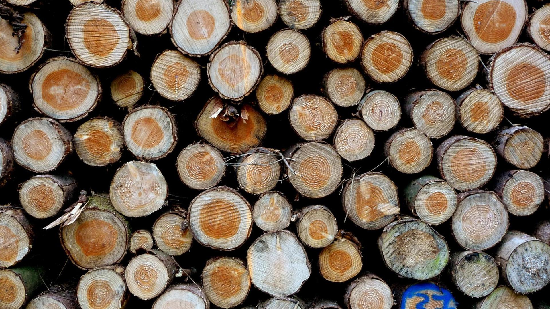 Aufeinander gestapelt liegen abgesägte und markierte Baumstämme von Fichten an einem Waldweg in der Rhön.