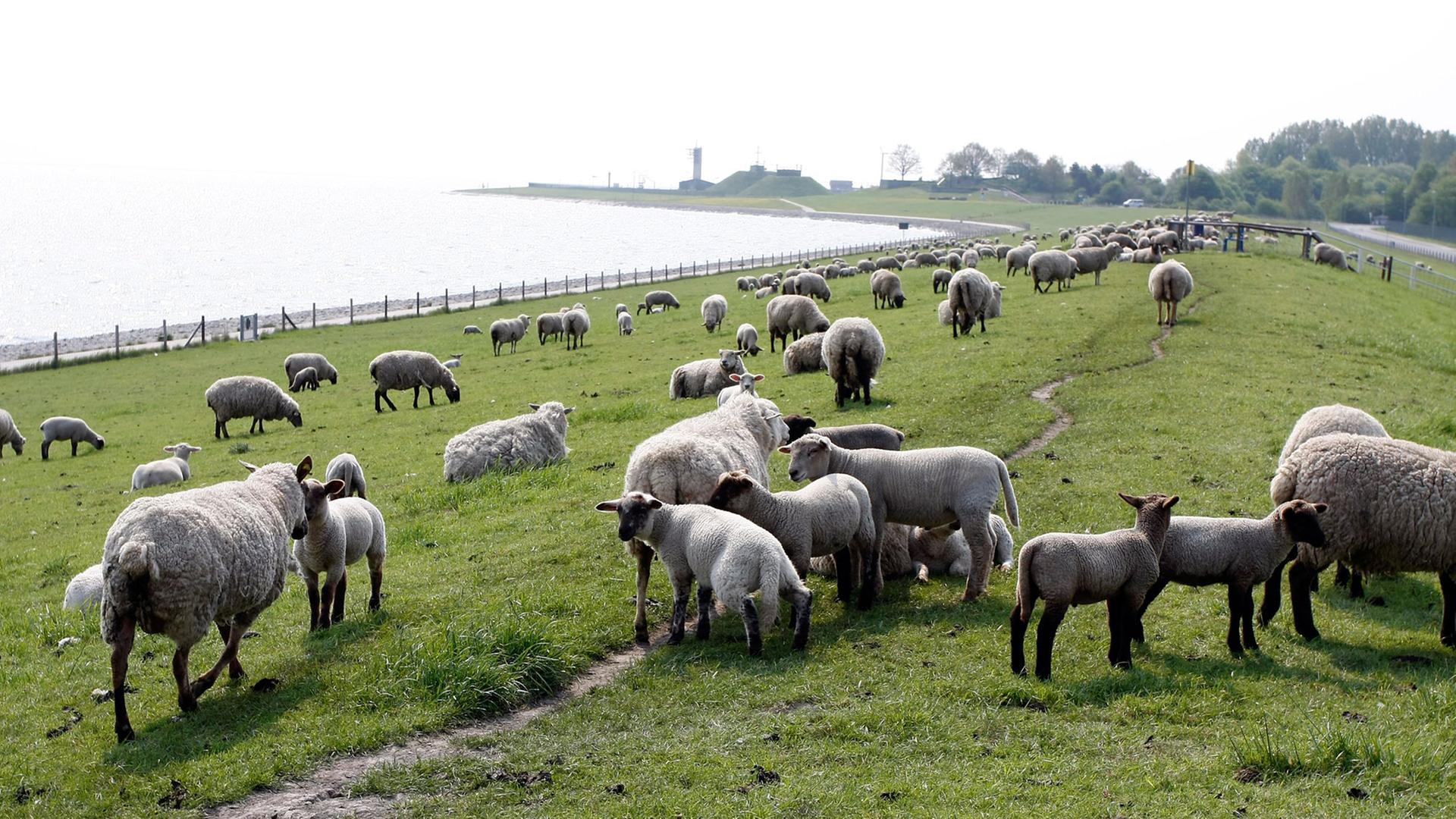 Schafe sind für die Deichsicherheit unverzichtbar. Entlang der Küstenstraße "Am Tiefen Fahrwasser" bei Wilhelmshaven weiden fast überall Schafe. Etwa 270 Schäfereien tragen in Niedersachsen und Schleswig-Holstein zum Erhalt der Deiche und damit zum Schutz einer Landesfläche von insgesamt 4700 km² bei. Die Schafe halten das Gras kurz und treten auch den Boden fest. Löcher durch Maulwürfe oder Wühlmäuse werden von den Schafen zugetreten.