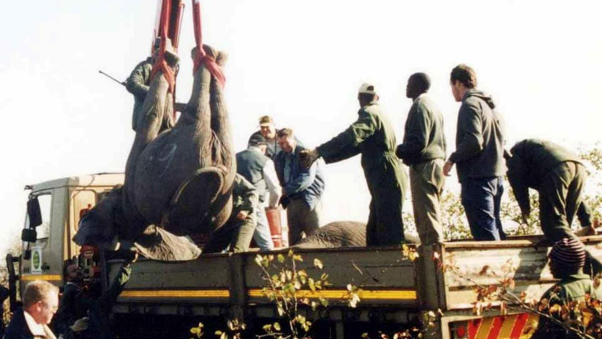Am 08. Juli 2003 wird ein Elefant im Kruger Nationalpark per Kran einen Lastwagen geladen Am 08. Juli 2003 wird ein Elefant im Kruger Nationalpark per Kran einen Lastwagen geladen