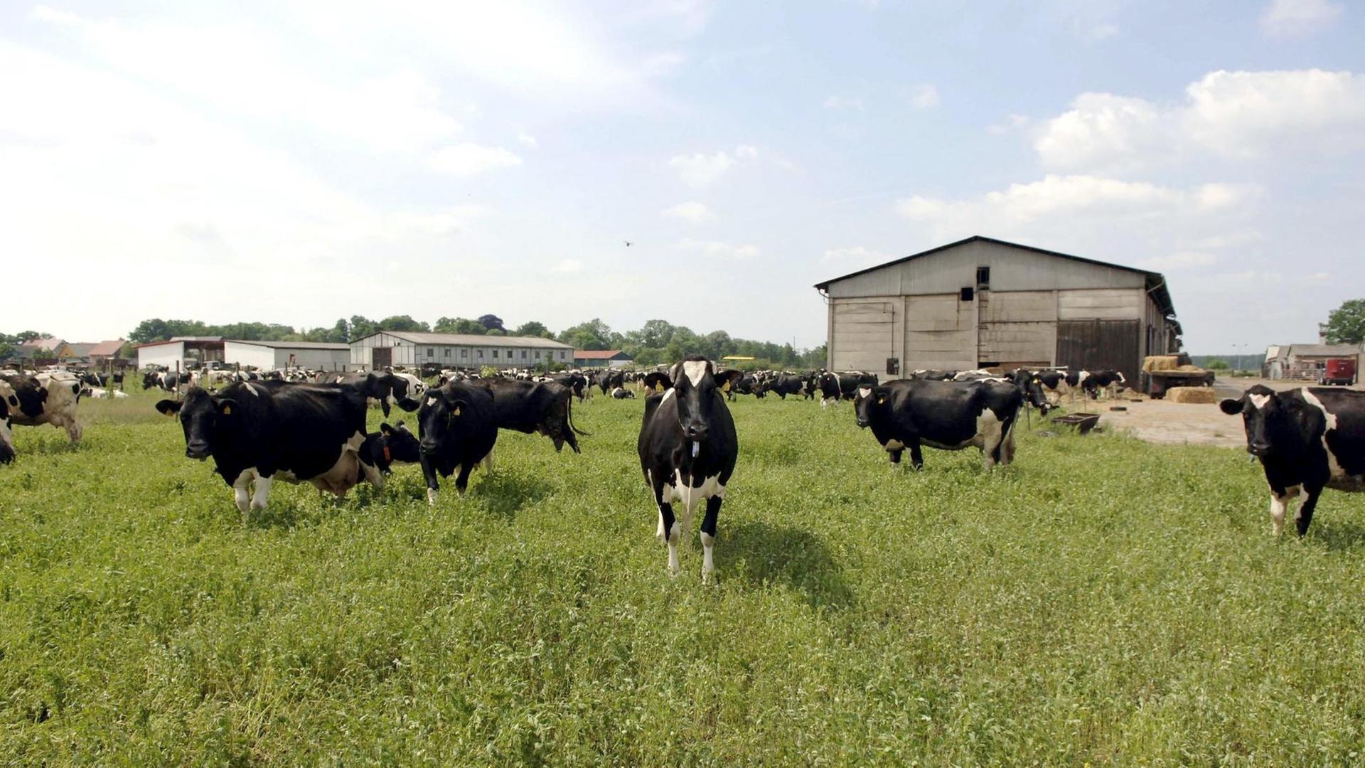 Eine Herde von Milchkühen steht auf einer Weide des Milchviehbetriebes im brandenburgischen Münchehofe (Dahme-Spreewald). Der Betrieb gehört zur Agrargenossenschaft Münchehofe.