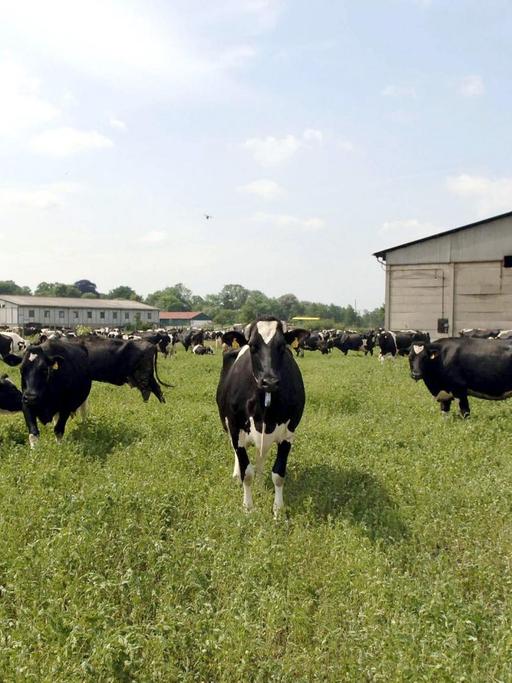 Eine Herde von Milchkühen steht auf einer Weide eines Milchviehbetriebes