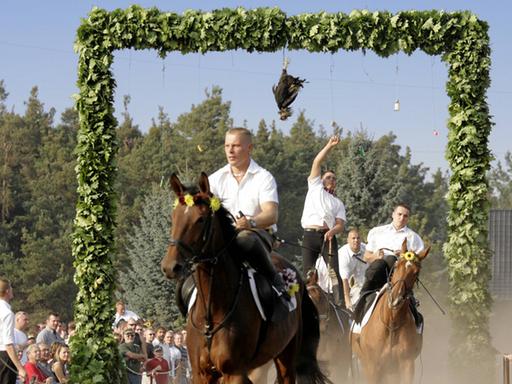 Sorbische Reiter versuchen sich beim traditionellen Hahnrupfen in Fehrow in der Niederlausitz.