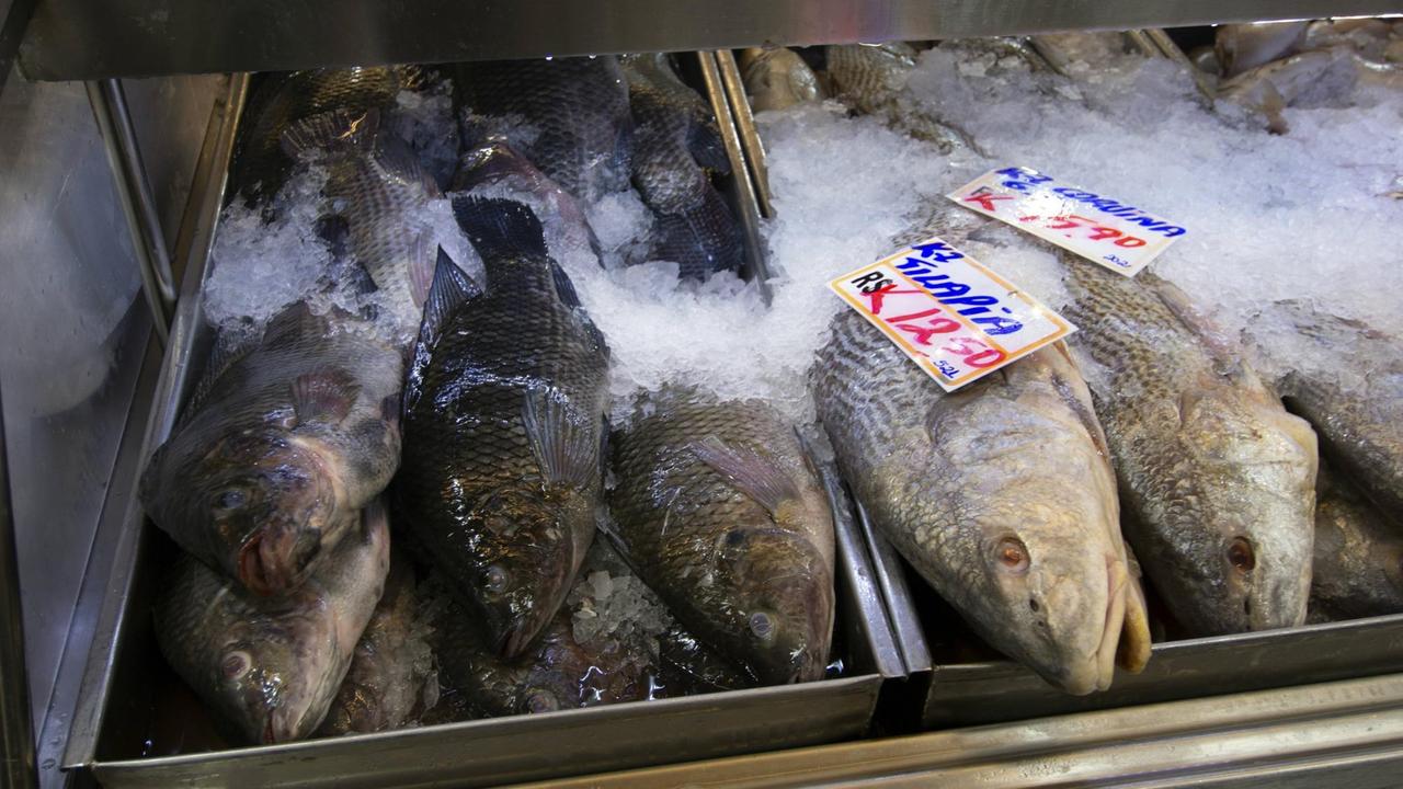 Tilapia auf dem städtischen Markt in Sao Paulo, Brasilien Tilapia auf dem städtischen Markt in Sao Paulo, Brasilien