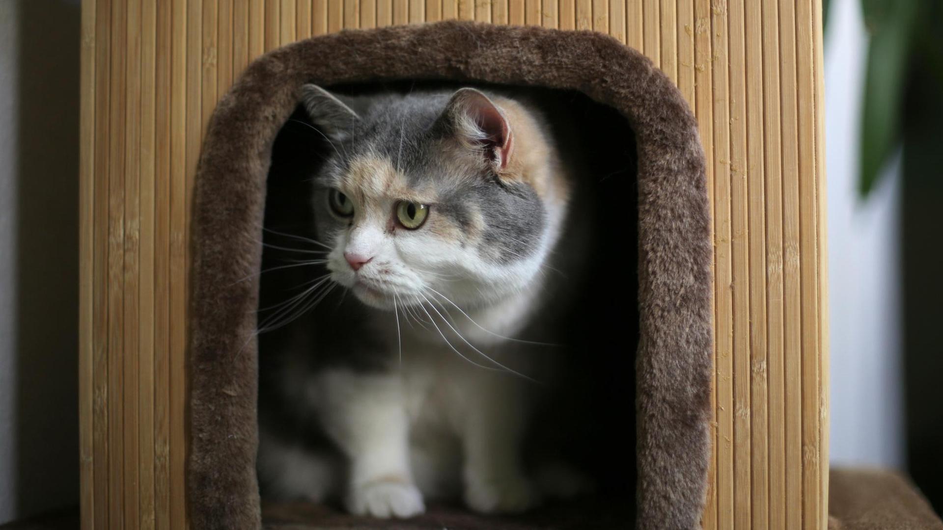Eine Katze schaut mürrisch aus der Öffnung eines Kratzbaums. Eine Katze schaut mürrisch aus der Öffnung eines Kratzbaums.