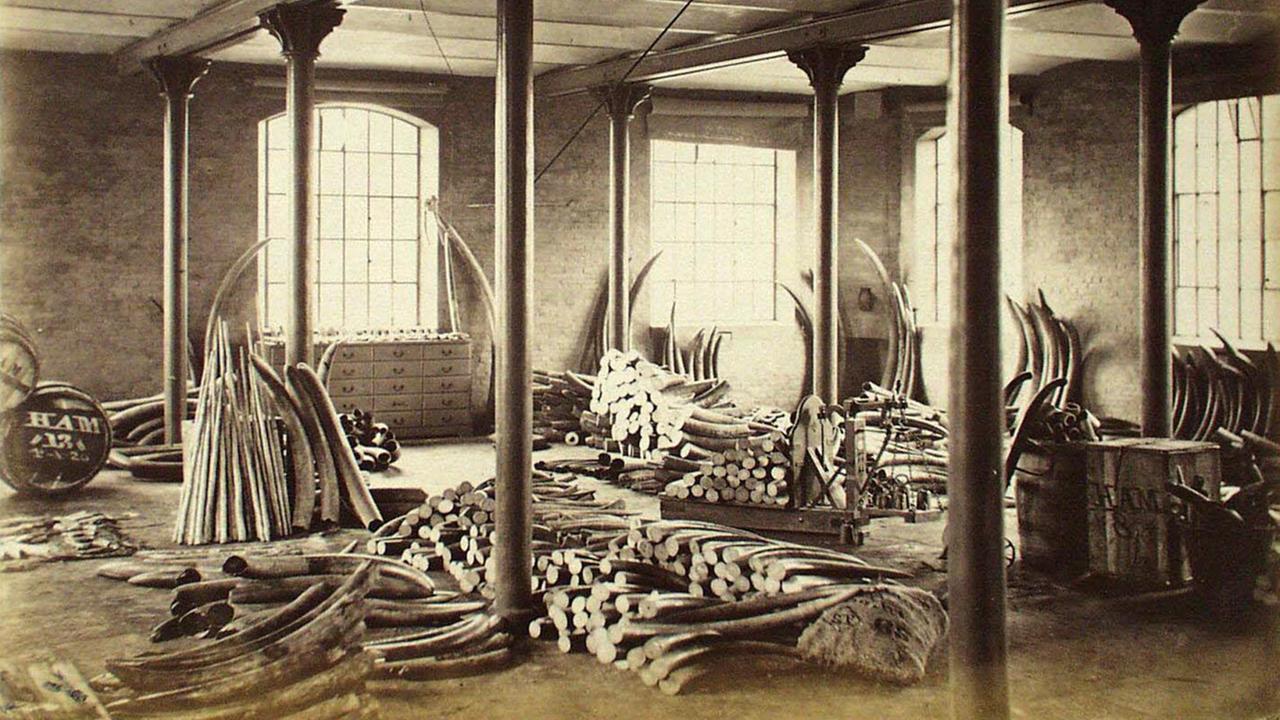 Historisches Foto: Elefanten-Stoßzähne sind aufgestapelt in einer Industriehalle mit stählernen Pfeilern