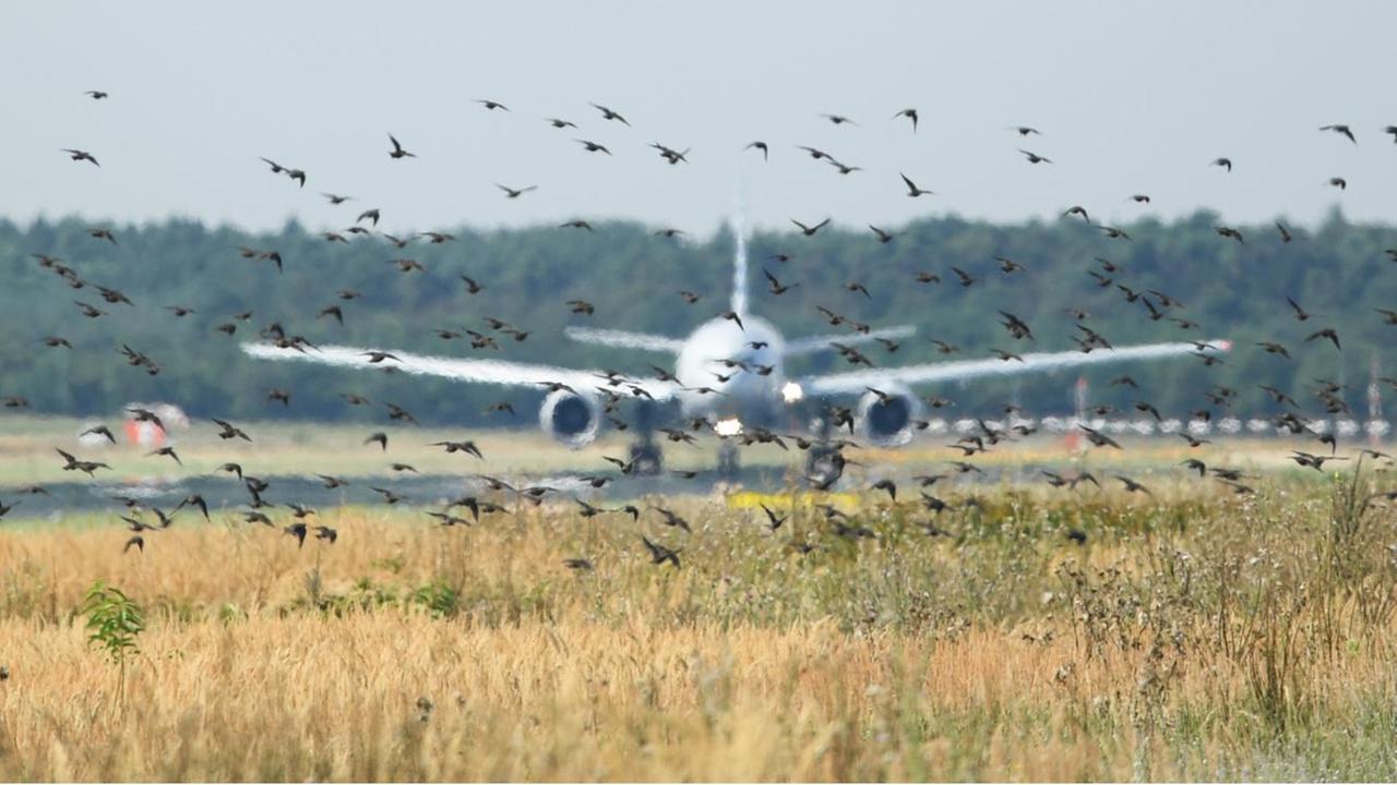 Ein Staren-Schwarm wird am 16.08.2016 am Flughafen von Frankfurt am Main (Hessen) auf einem Grünstreifen zwischen den Start- und Landebahnen aufgescheucht. Das Wildlife Control Team am Flughafen unter anderem dafür da, Vögel zu verscheuchen, die Flugzeugen gefährlich können - vergrämen heißt das im Fachjargon.