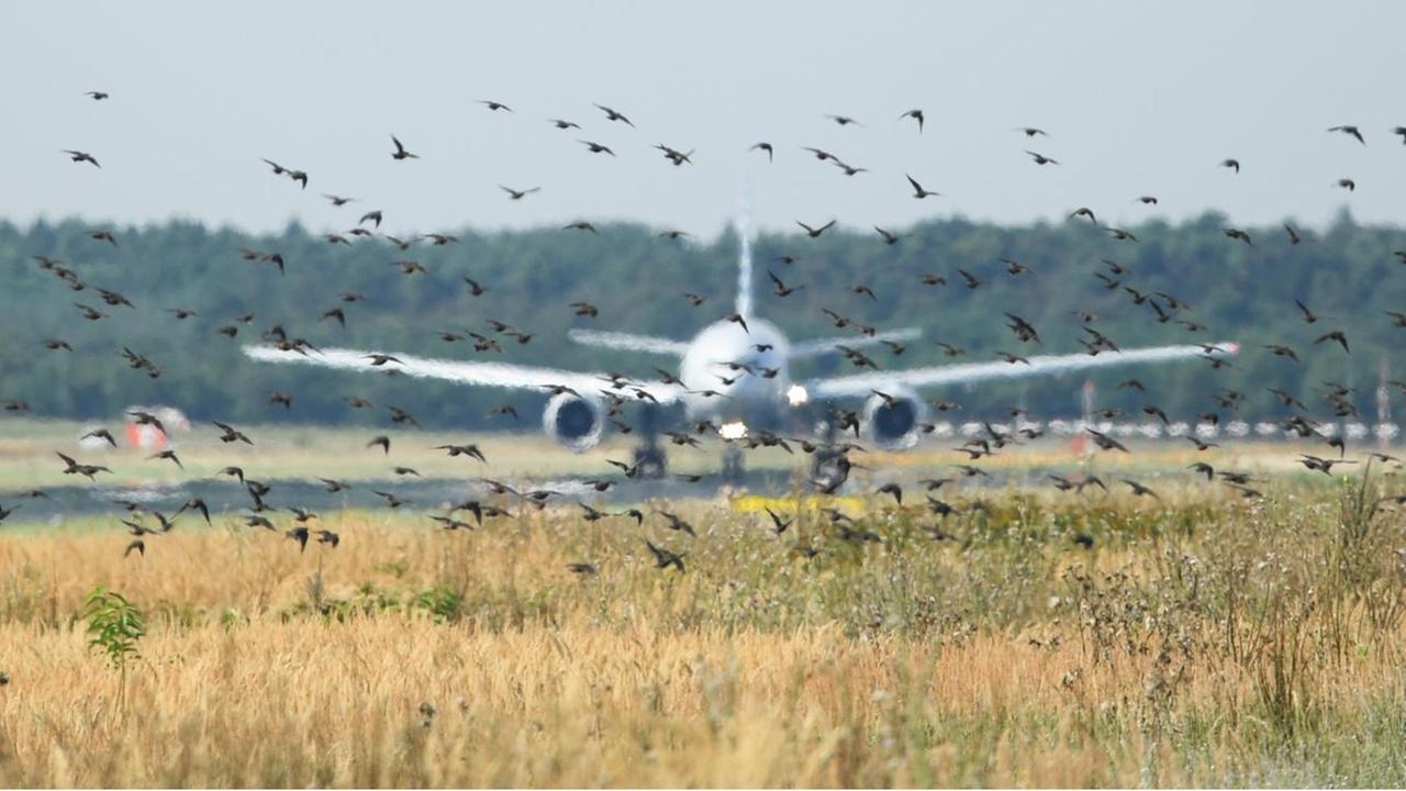 Ein Staren-Schwarm wird am 16.08.2016 am Flughafen von Frankfurt am Main (Hessen) auf einem Grünstreifen zwischen den Start- und Landebahnen aufgescheucht. Das Wildlife Control Team am Flughafen unter anderem dafür da, Vögel zu verscheuchen, die Flugzeugen gefährlich können - vergrämen heißt das im Fachjargon. Ein Staren-Schwarm wird am 16.08.2016 am Flughafen von Frankfurt am Main (Hessen) auf einem Grünstreifen zwischen den Start- und Landebahnen aufgescheucht. Das Wildlife Control Team am Flughafen unter anderem dafür da, Vögel zu verscheuchen, die Flugzeugen gefährlich können - vergrämen heißt das im Fachjargon.