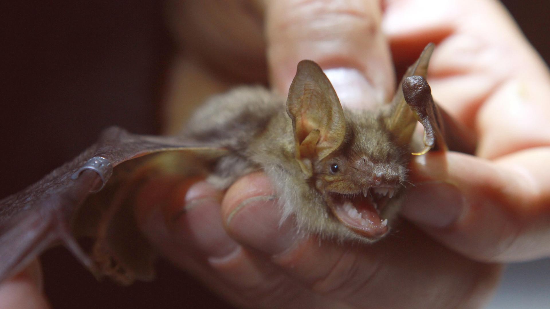 Eine Fledermaus der Art Großes Mausohr wird in der Hand gehalten. Eine Fledermaus der Art Großes Mausohr wird in der Hand gehalten.