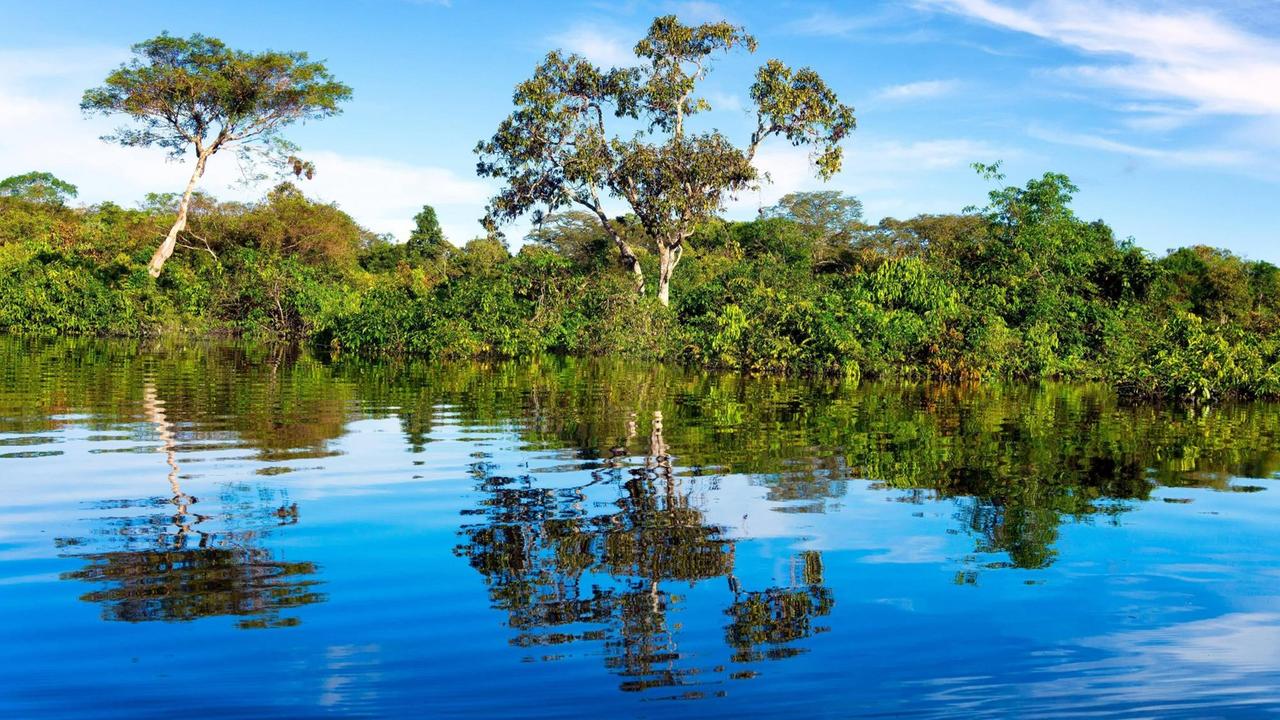 Der Regenwald spiegelt sich im Wasser im Amazonas-Gebiet Der Regenwald spiegelt sich im Wasser im Amazonas-Gebiet